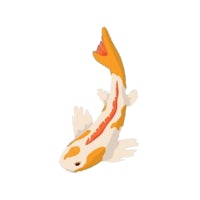 an orange and white koi fish on a white background